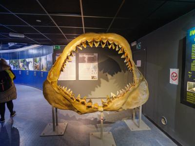 Megalodon