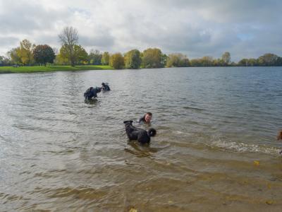 tierische Spielkamerden