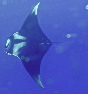 Manta