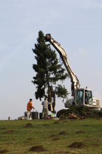 Baum pflanzen